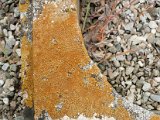 Caloplaca crenulatella-1.jpg